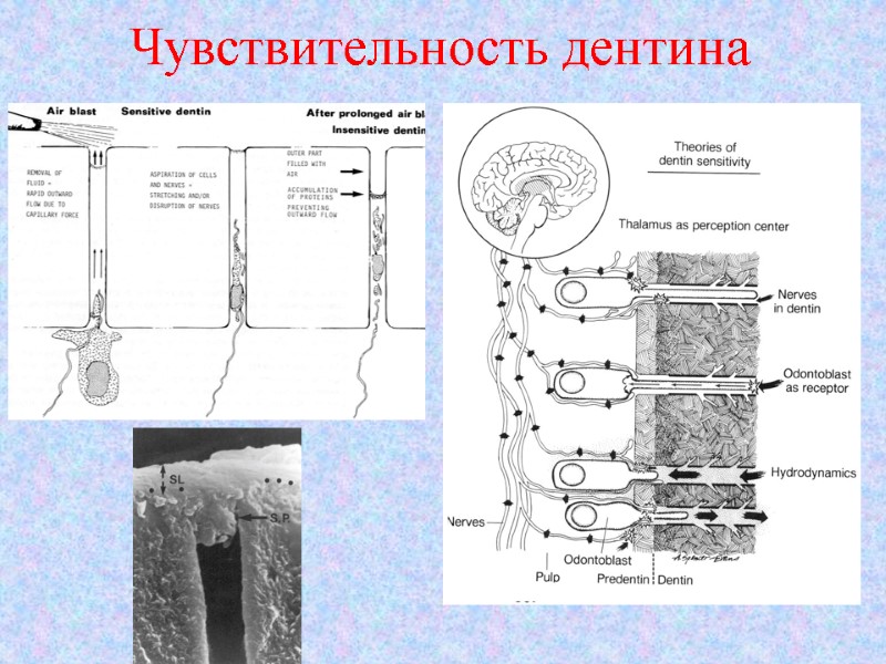 Чувствительность дентина